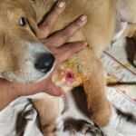 From Abscess to Recovery